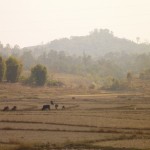 Paysage de rizieres