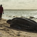 Ponte d'une Tortue luth