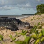 Ponte d'une Tortue luth