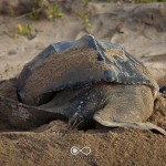 Ponte d'une Tortue luth