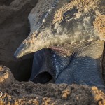 Ponte d'une Tortue luth