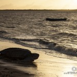 Ponte d'une Tortue luth