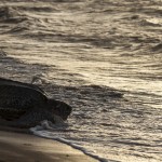 Ponte d'une Tortue luth