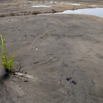 Herbe sauvage sur le pitch lake