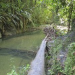 Trek Blanchisseuse - Paria Bay