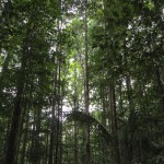 Arbres sur le sentier