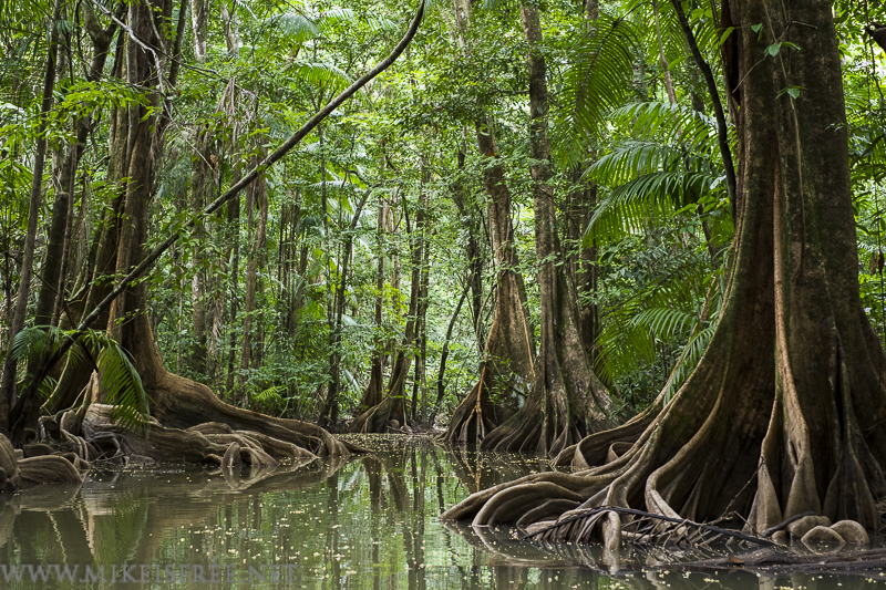 Arbres à contreforts sur la Crique Pierre en Guyane Française